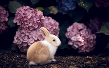 Картинка животные кролики +зайцы кролик природа фон