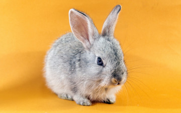 Картинка животные кролики +зайцы кролик зайчик фон