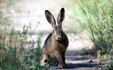 Картинка животные кролики +зайцы заяц природа лето