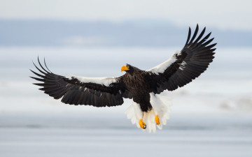 обоя животные, птицы - хищники, sea, eagle, полёт, птица