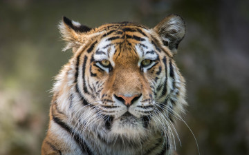 Картинка животные тигры тигр дикая кошка портрет взгляд морда