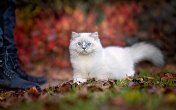 Картинка животные коты осень природа ragdoll рэгдолл котёнок животное