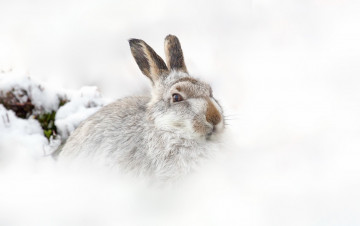 Картинка животные кролики +зайцы фон природа заяц