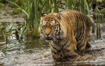 Картинка животные тигры водоем камыш