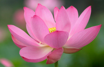 Картинка цветы лотосы розовый цвет