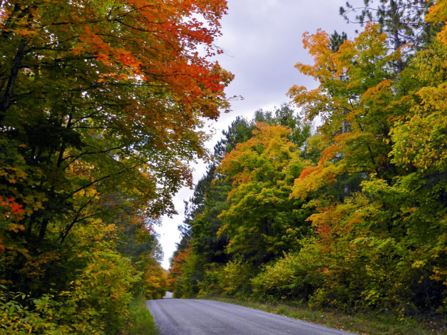 Обои картинки фото природа, дороги, осень, деревья, дорога, лес