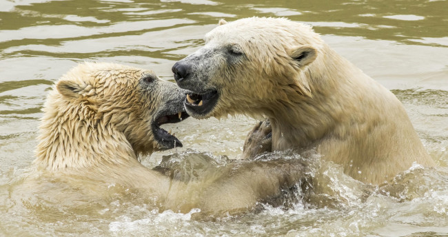 Обои картинки фото животные, медведи, водоем, полярные, белые, двое