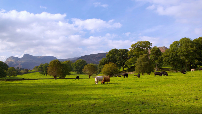 Обои картинки фото англия, животные, коровы,  буйволы, облака, горы, деревья, трава, пастбище