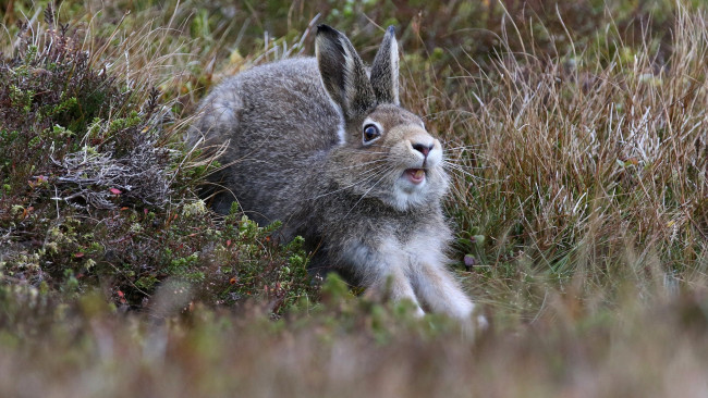 Обои картинки фото животные, кролики,  зайцы, потягушки, трава, заяц