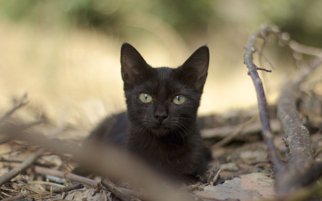 Обои картинки фото животные, коты, черный, ветки
