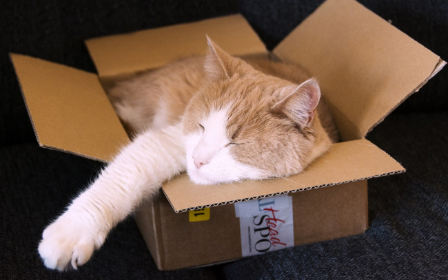 Обои картинки фото животные, коты, коробка, спит, кот