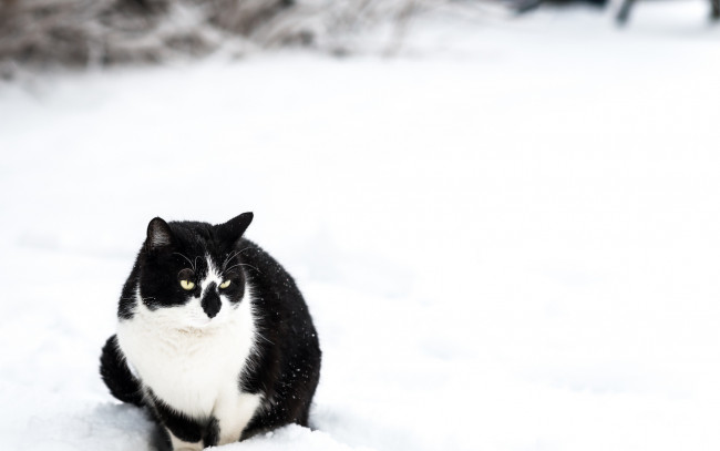 Обои картинки фото животные, коты, снег
