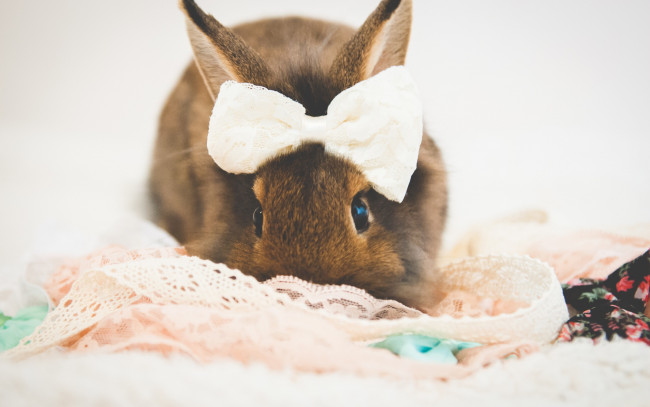 Обои картинки фото животные, кролики,  зайцы, бантик, кролик, by, tiny-tea-party