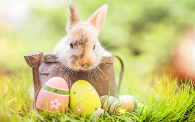 Обои картинки фото животные, кролики,  зайцы, кролик, happy, яйца, крашеные, цветы, eggs, spring, flowers