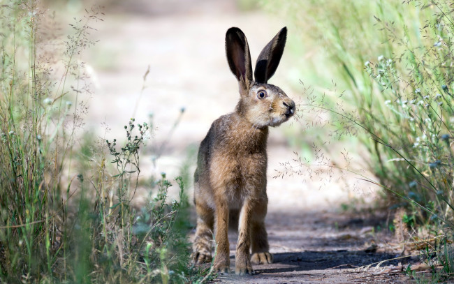 Обои картинки фото животные, кролики,  зайцы, природа, заяц, лето