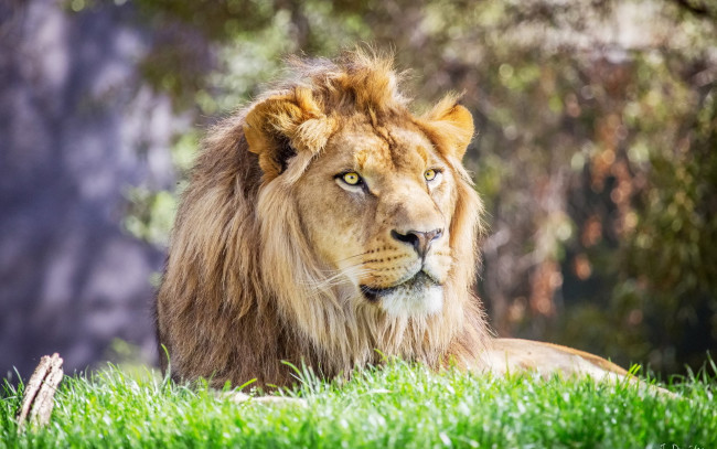 Обои картинки фото животные, львы, трава