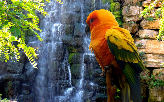 Обои картинки фото животные, попугаи, ветки, камни, водопад
