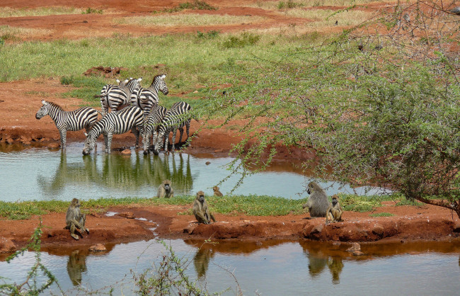 Обои картинки фото животные, разные вместе, зебры, дерево, трава, песок, водоем, обезьяны
