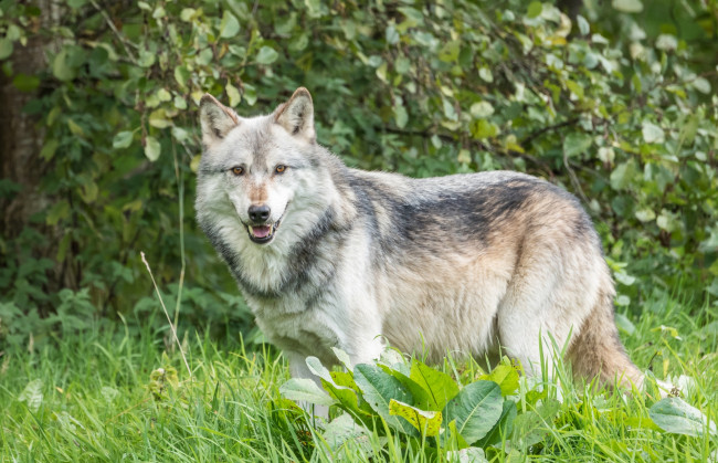 Обои картинки фото животные, волки,  койоты,  шакалы, листья, трава