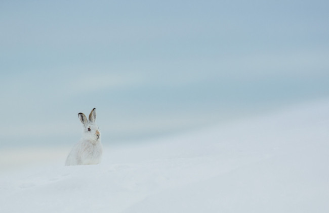 Обои картинки фото животные, кролики,  зайцы, природа, зима, заяц