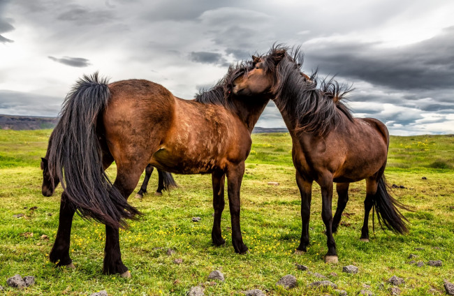 Обои картинки фото животные, лошади, облака, камни, трава