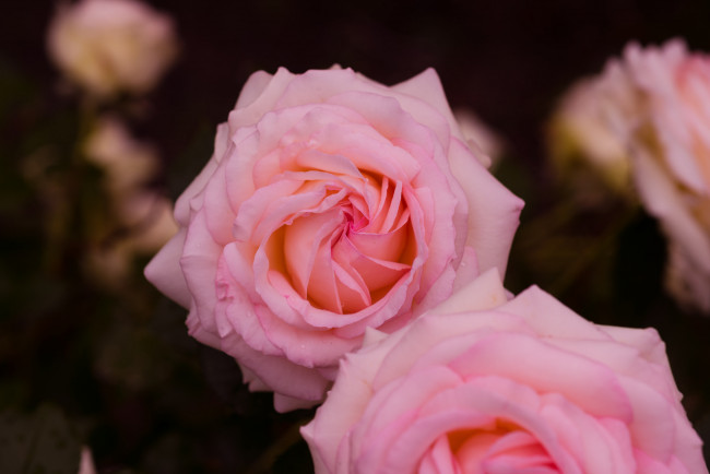 Обои картинки фото цветы, розы, розовая, бутон, лепестки, роза, цветение
