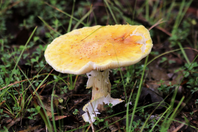 Обои картинки фото природа, грибы,  мухомор, шляпка, желтая
