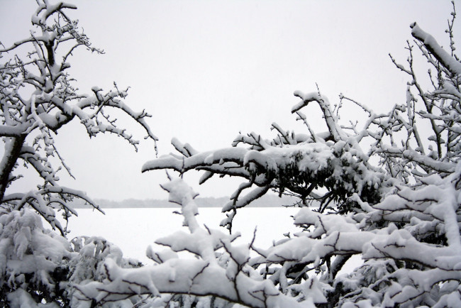 Обои картинки фото природа, зима, ветки, снег