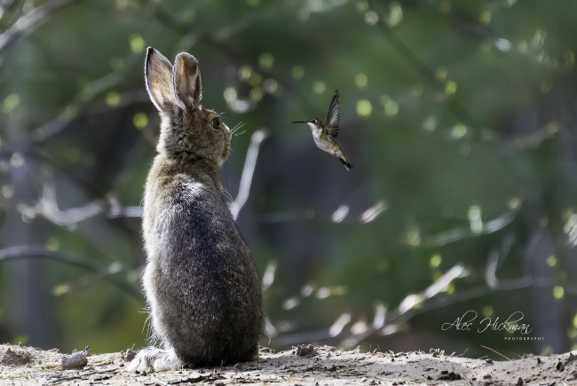 Обои картинки фото животные, разные вместе, колибри, заяц, птица, разговор
