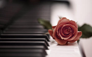 обоя музыка, -музыкальные инструменты, клавиши, роза, цветок, пианино