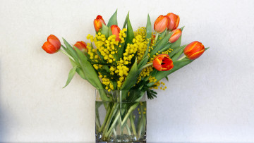 Картинка цветы букеты +композиции мимоза тюльпаны