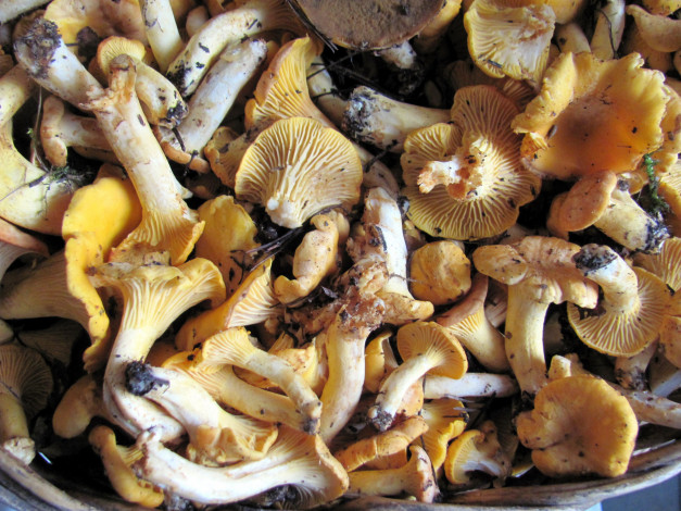 Обои картинки фото еда, грибы,  грибные блюда, лесные, лисички