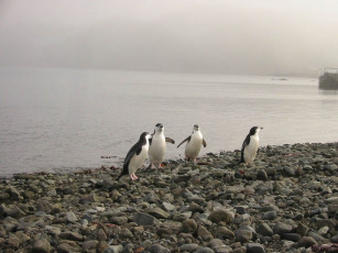 обоя antarktida, животные, пингвины