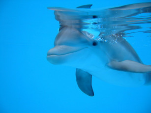Картинка delfin животные дельфины