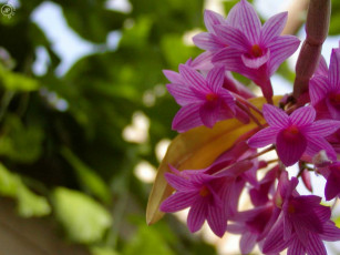 Картинка macro цветы орхидеи