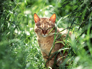 Картинка arabian wildcat животные коты