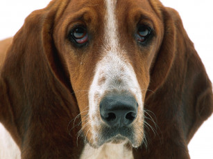 Картинка patient eyes basset hound животные собаки