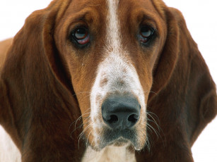 обоя patient, eyes, basset, hound, животные, собаки