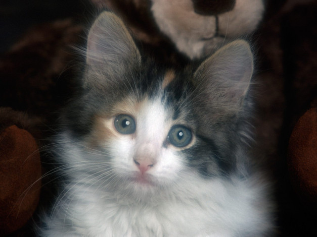 Обои картинки фото calico, kitten, животные, коты