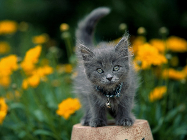 Обои картинки фото garden, keeper, gray, kitten, животные, коты