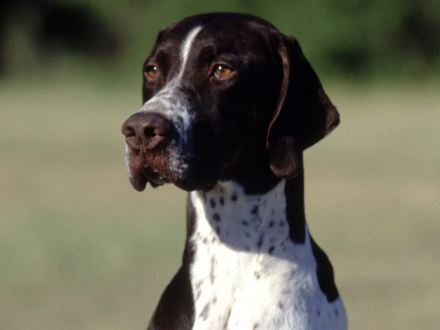 Обои картинки фото polly, the, pointer, white, and, liver, животные, собаки