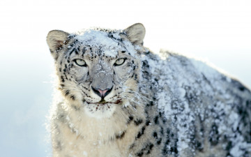 Картинка животные снежный барс ирбис