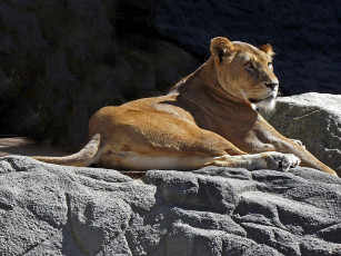 Картинка животные львы зверь камни отдых