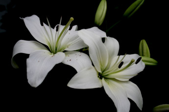 Картинка цветы лилии лилейники лепестки белый чёрный