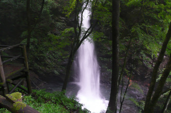 Картинка природа водопады вода лес деревья