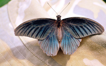 Картинка животные бабочки усики красота