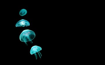 Картинка животные медузы чёрный фон