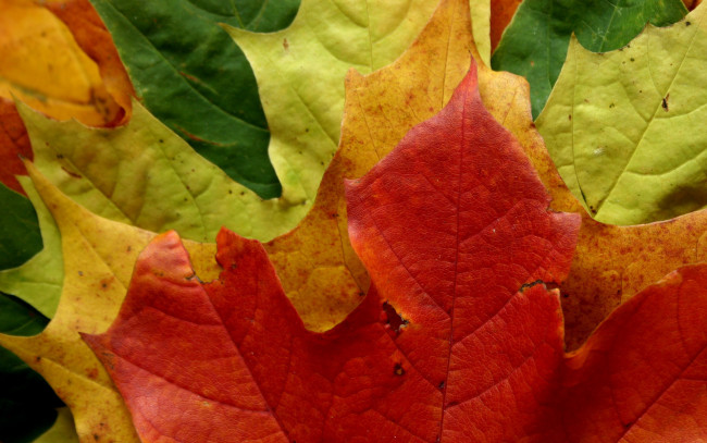 Обои картинки фото природа, листья, осень, листопад