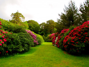 Картинка muckross house garden ireland природа парк сад