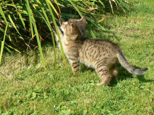 Картинка животные коты трава котенок